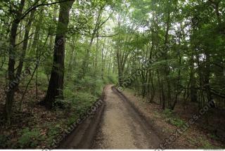 Photo Reference of Background Forest